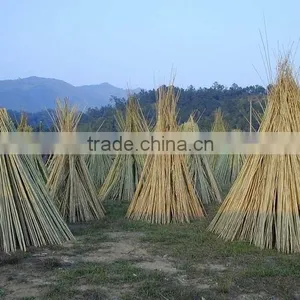 Bamboo Stake - Tonkin Cane - Bamboo Cane thumbnail-1