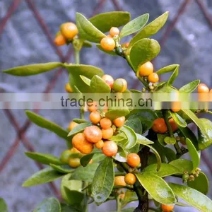 Fresh Orange Tree Seedling thumbnail-4