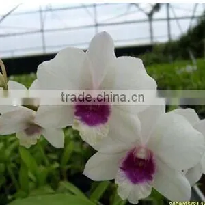 Dendrobium Hybrids Orchid Plant Blooming Orchids thumbnail-1