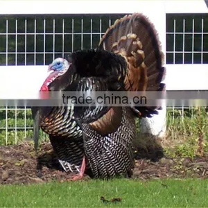 Plastic Bird Decoy,flying Bird Decoy,plastic Pigeon Decoy thumbnail-4