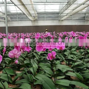 Greenhouses for Roses thumbnail-4