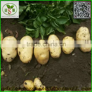 (A A A ) Pure White Garlic/Normal White Garlic thumbnail-5