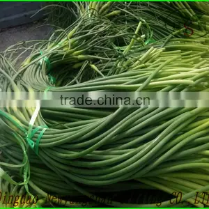 Garlic Sprouts/Garlic Scap/ Garlic Liver Moss thumbnail-1