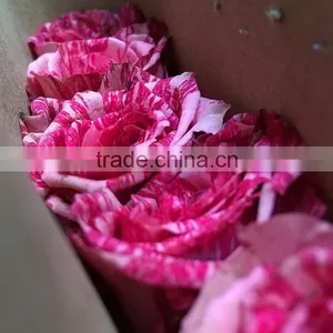 Fresh Best Selling Rainbow Preserved Rose thumbnail-3
