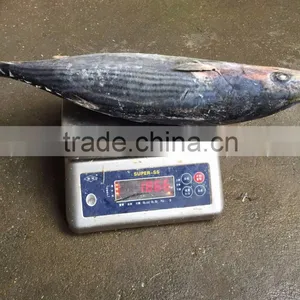Frozen 1.5kg up Belted Bonito ( Sarda Orientalis) thumbnail-1