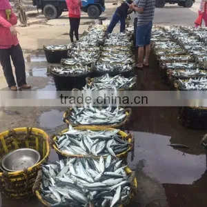 Scombor Japonicus Frozen Pacific Mackerel Fish Bait//canning Light Catch Land Frozen, Unit Size: 100-200g (skype: Ste.nanking) thumbnail-1