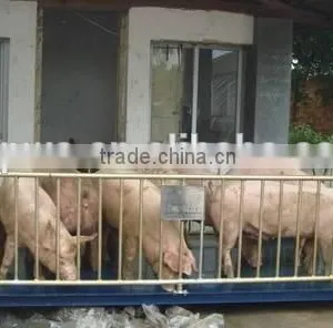 Scales for Weighing Livestock thumbnail-1
