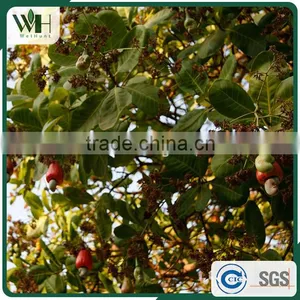 2016 Newest Cambodia Shell Attached Cashew Nut thumbnail-6