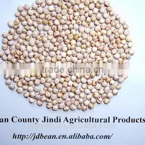 White Sorghum With Good Quality New Corp thumbnail-3