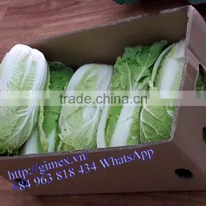 FRESH CHINA CABBAGES thumbnail-2