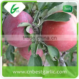 Fresh Good Taste Fuji Apple Exporter in China thumbnail-3