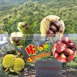 Hebei Organic Fresh Chestnuts thumbnail-5