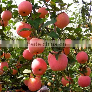 Chinese Fresh Fuji Apple With Best Price for Export thumbnail-6
