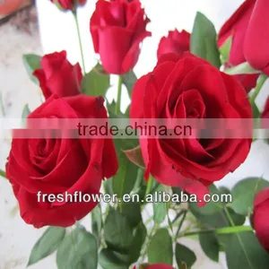 Wholesale Fresh Big Red Rose Flower From China thumbnail-1