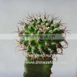 Mammillaria Magnimamma thumbnail-1