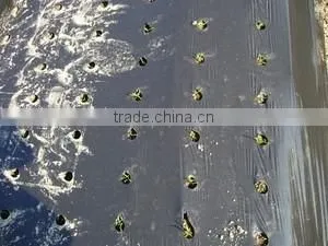 Plastic Agricultural Perforated Film With Holes for Seeding Growth thumbnail-3