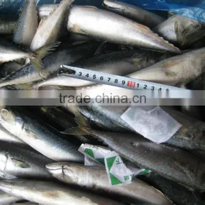 Sea Frozen Pacific Mackerel 150~250g thumbnail-1