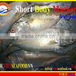 FROZEN SHORT BODY MACKEREL W/R thumbnail-6