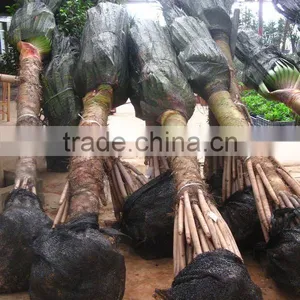 Pandanus Utilis Trees thumbnail-1