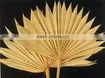 Palm Spear On Stem thumbnail-1