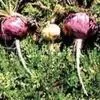 Maca Extract thumbnail-1
