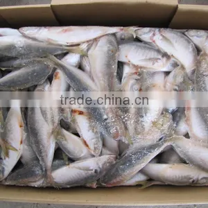 High Quality WR Frozen Pacific Mackerel Fish thumbnail-6
