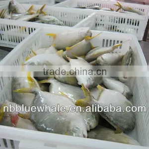 300-500G 400-600G 500-700G 800G UP Fresh Pomfret thumbnail-3