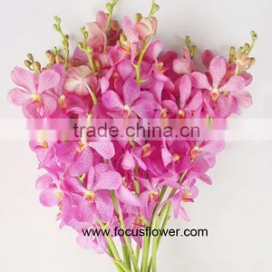 Ornamental Plants Fresh Cut Dendrobium Orchid From Kunming thumbnail-1