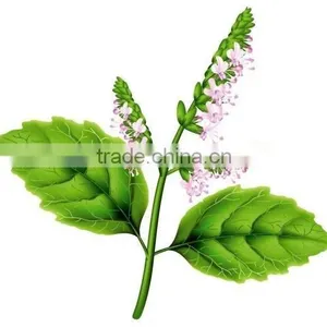100% Pure Patchouli Oil For Exports |100% Natural Patchouli Oil thumbnail-1