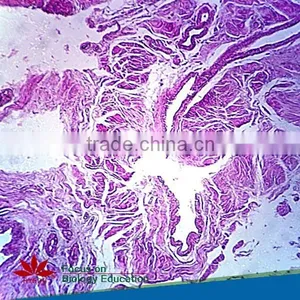 Hot Sale Educational Histology Glass Microscope Mixed Set Prepared Slides thumbnail-3