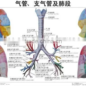 Artpaper Medical Wall Chart--trachea, Bronchus and Segmental Bronchial Branches thumbnail-1