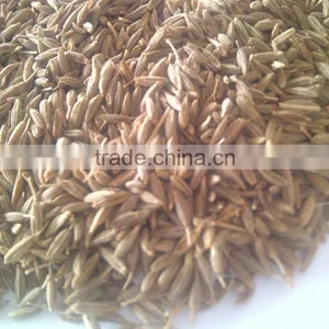 Bunium Persicum (cumin) thumbnail-2
