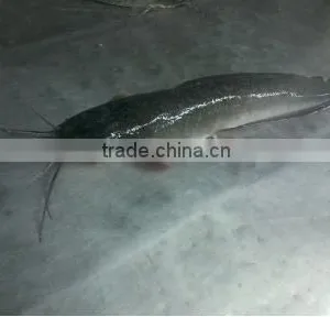 Frozen Poisson Chat/catfish thumbnail-1