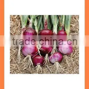 For Export Chinese Best Quality Fresh Red Onion thumbnail-4