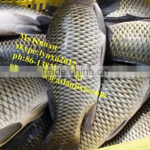 Fish Scaling Machine/stainless Steel Fish Scaler thumbnail-2