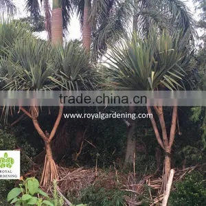 Pandanus Utilis, Screw Pine, Screw-Pine thumbnail-1