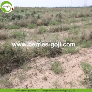Factory Supply Dried Black Goji Berry thumbnail-3