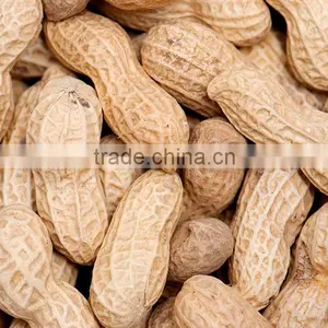 High Quality Raw Peanut thumbnail-1