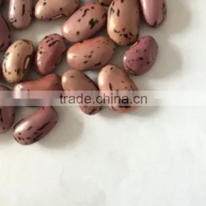Speckled Kidney Bean thumbnail-4