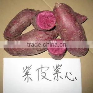 2015 Sunny Orchard Fresh Sweet Potato thumbnail-3