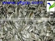 Sugar Coated Seeds thumbnail-1