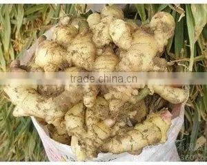 2015 New Price of Fresh Ginger , Ginger Price , Ginger thumbnail-3