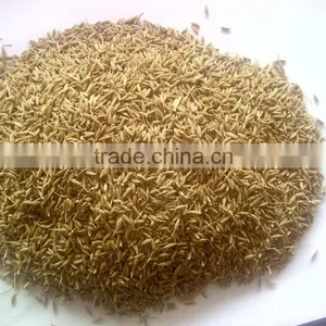Bunium Persicum (cumin) thumbnail-3