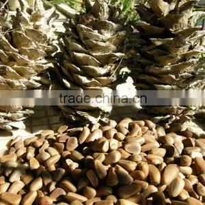 Chinese Pinenut , Red Pine Nut thumbnail-2