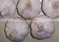 Fresh Normal White Garlic From Cold Store thumbnail-2
