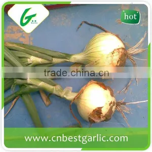 Importers of Dehydrated Fresh Onion thumbnail-1