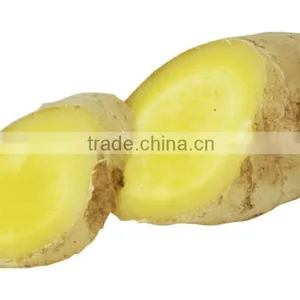 Wholesale Common Cultivation Type Fresh Ginger thumbnail-3