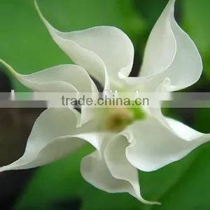 High Quality Raw Material Scopolamine-99% thumbnail-6