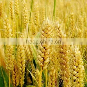 Wheat Gluten Meal for Animal Feed thumbnail-6