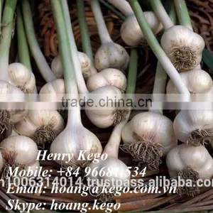 Fresh White Garlic Crop 2016 thumbnail-5